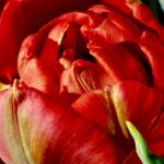 Mastering Nail Design Applique: The Ultimate Guide to Elevating Your Nail Art Game