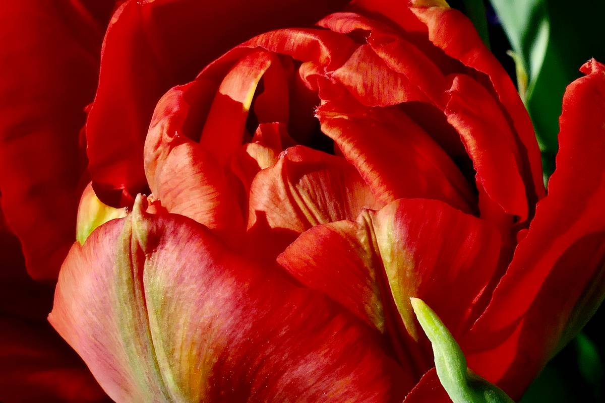 Mastering Nail Design Applique: The Ultimate Guide to Elevating Your Nail Art Game