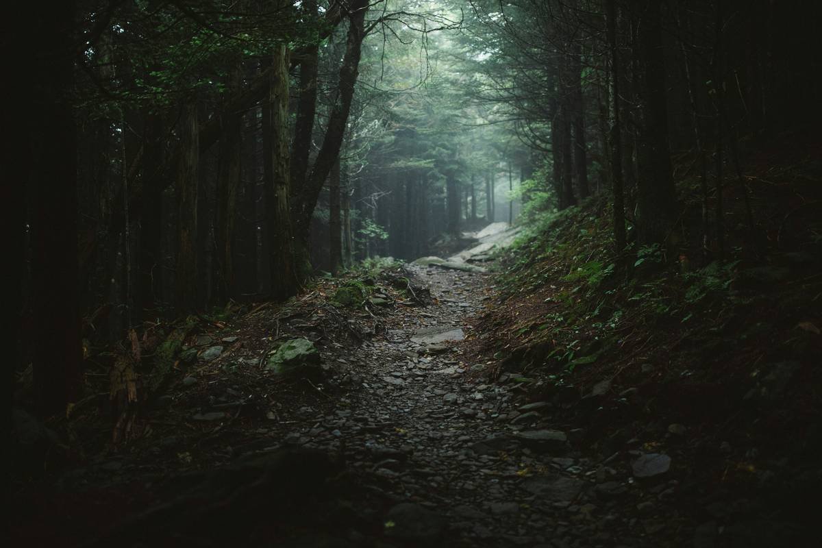 dark coniferous forest on the Appalachian Trail in the Great Smoky Mountains National Park