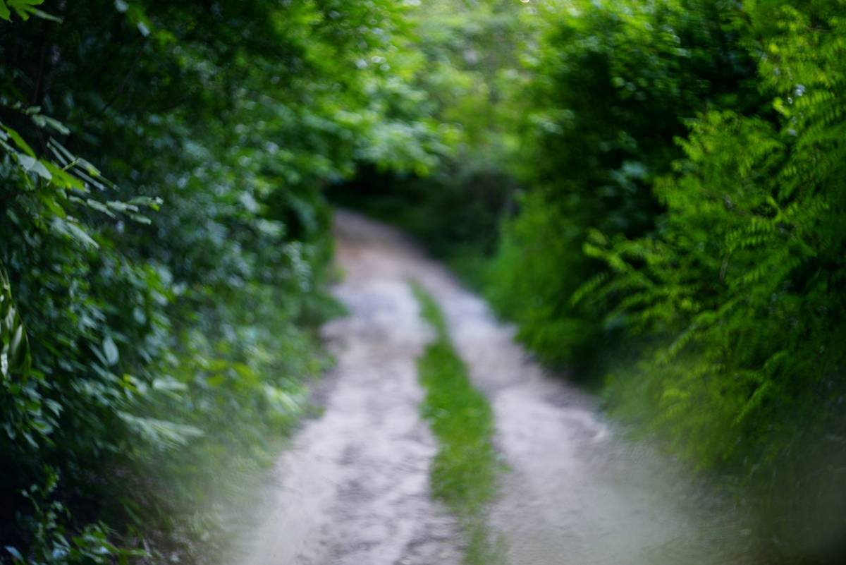 Winding dirt path through dense green forest foliage.